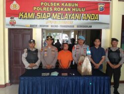 Seorang Pengedar Narkotika Giti Ditangkap, Polsek Kabun Sita 13,16 Gram Ganja