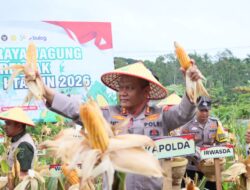 Kapolda Sumbar Bersama Forkopimda Gelar Panen Raya Jagung Serentak Kuartal I Tahun 2026 di Kota Solok