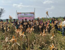 **Kapolsek Batang Tuaka Pimpin Panen Jagung 2 Hektar, Wujudkan Ketahanan Pangan dan Dukung Asta Cita Presiden di Indragiri Hilir**