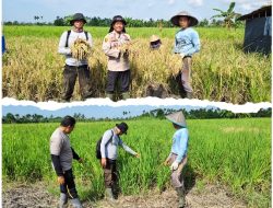 Kapolsek Batang Tuaka Turun ke Sawah, Program Polisi Sahabat Petani Perkuat Ketahanan Pangan Nasional