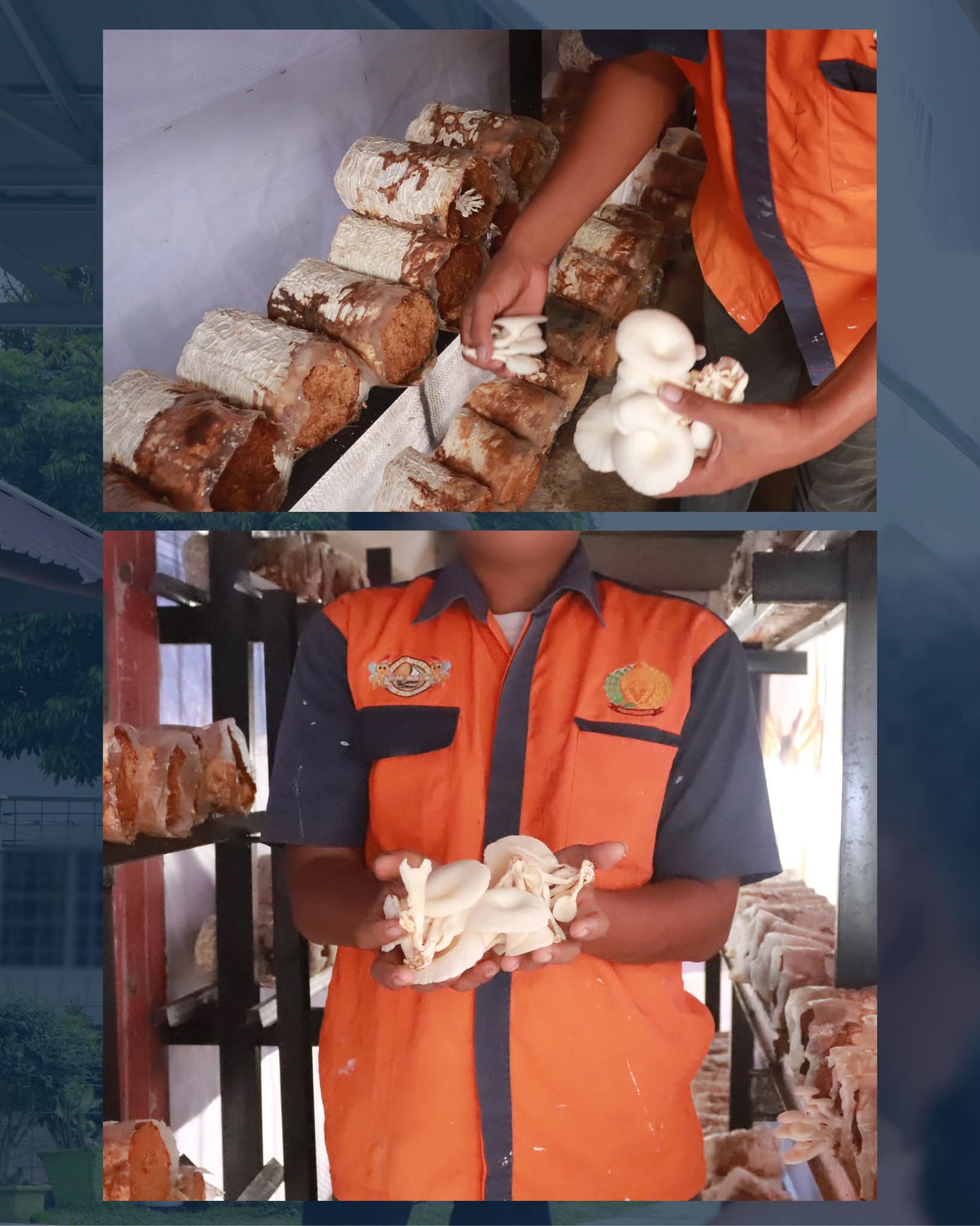 Warga Binaan Lapas Pasir Pangarayan Terus Budidaya Jamur Tiram sebagai Bekal Kemandirian