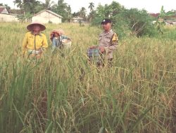 Polsek Batang Tuaka Perkuat Ketahanan Pangan, Bhabinkamtibmas Bersama Petani Cek Ladang di Desa Sungai Dusun