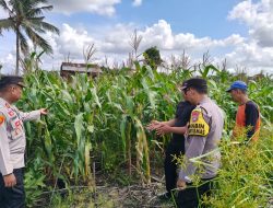Kapolsek Batang Tuaka Turun Langsung Dampingi Petani Jagung, Wujud Nyata Dukung Asta Cita Ketahanan Pangan Nasional
