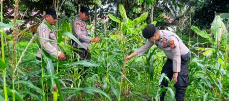 Kapolsek Tembilahan Hulu IPTU Andrianto, S.H., M.H. Optimalkan Ketahanan Pangan, Tanaman Jagung di Lahan Polsek Tumbuh Subur