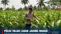Kapolsek Tembilahan Hulu Perkuat Pengawasan Program Ketahanan Pangan, Pantau Progres Tanaman Jagung Kuartal II di Pulau Palas